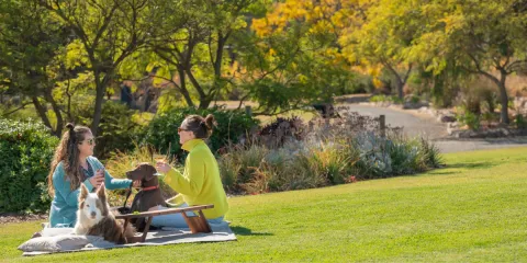 Your dog-friendly guide to exploring McLaren Vale and Fleurieu Coast