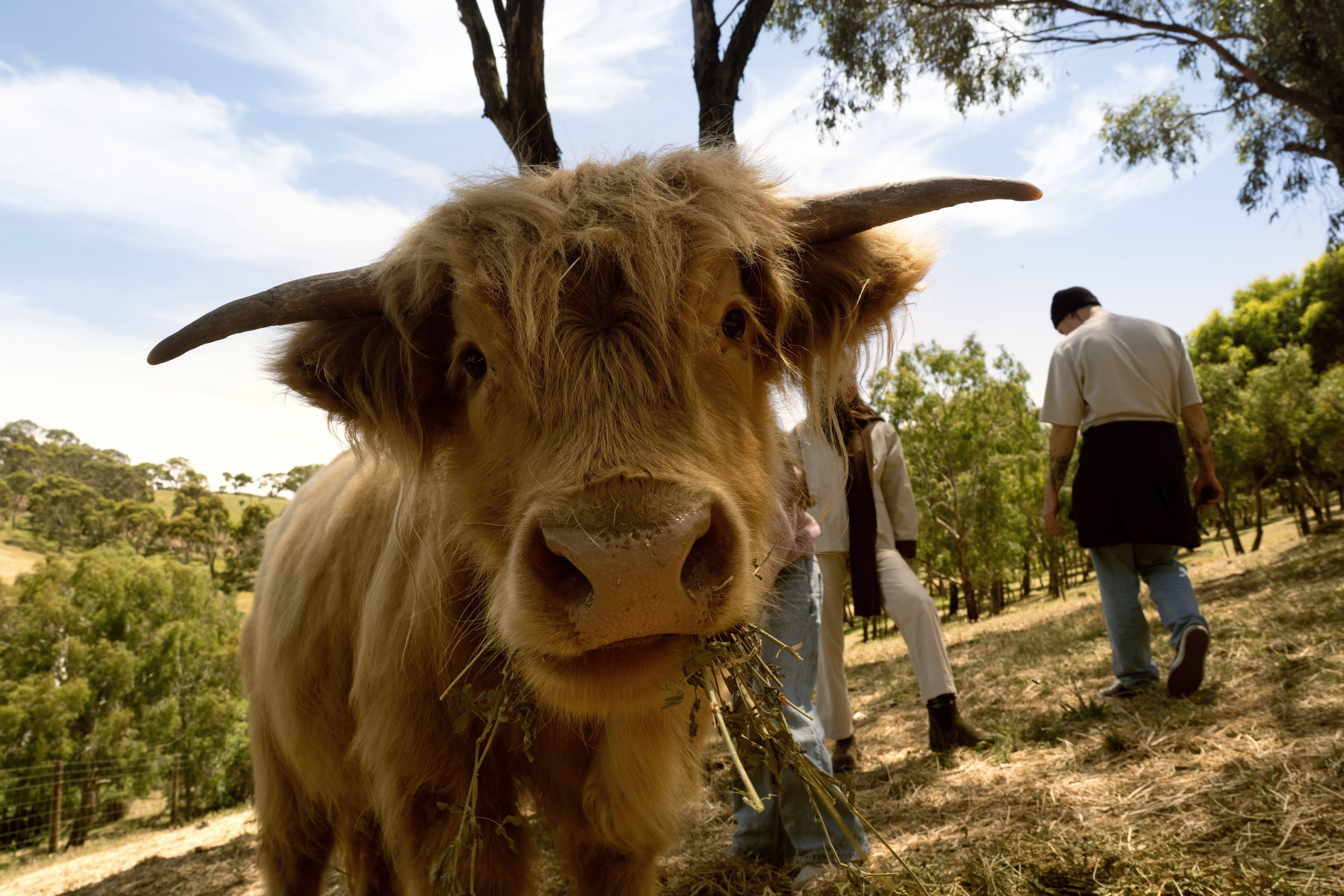 A highland cow staring into the camera