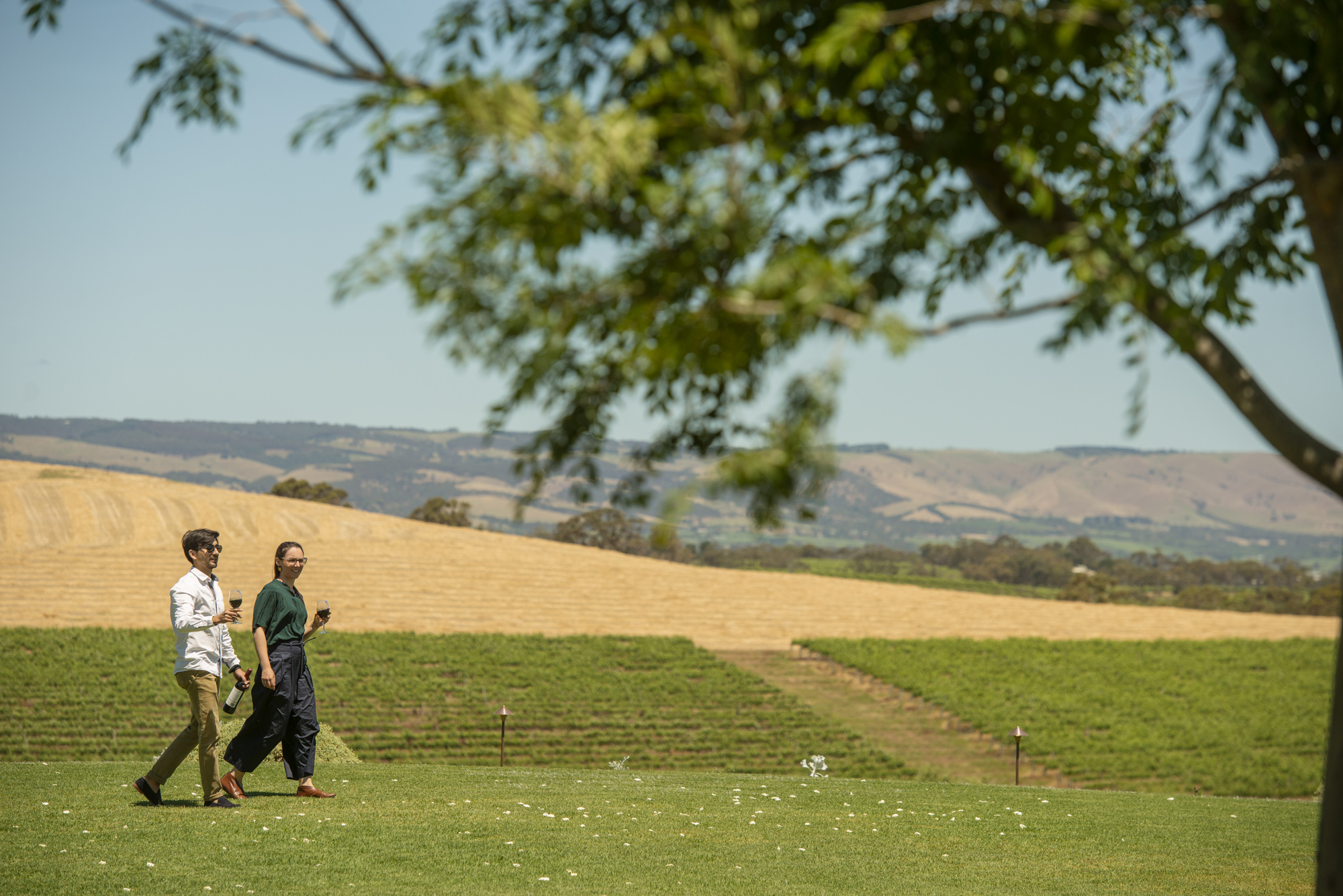 Green vineyards in McLaren Vale during spring