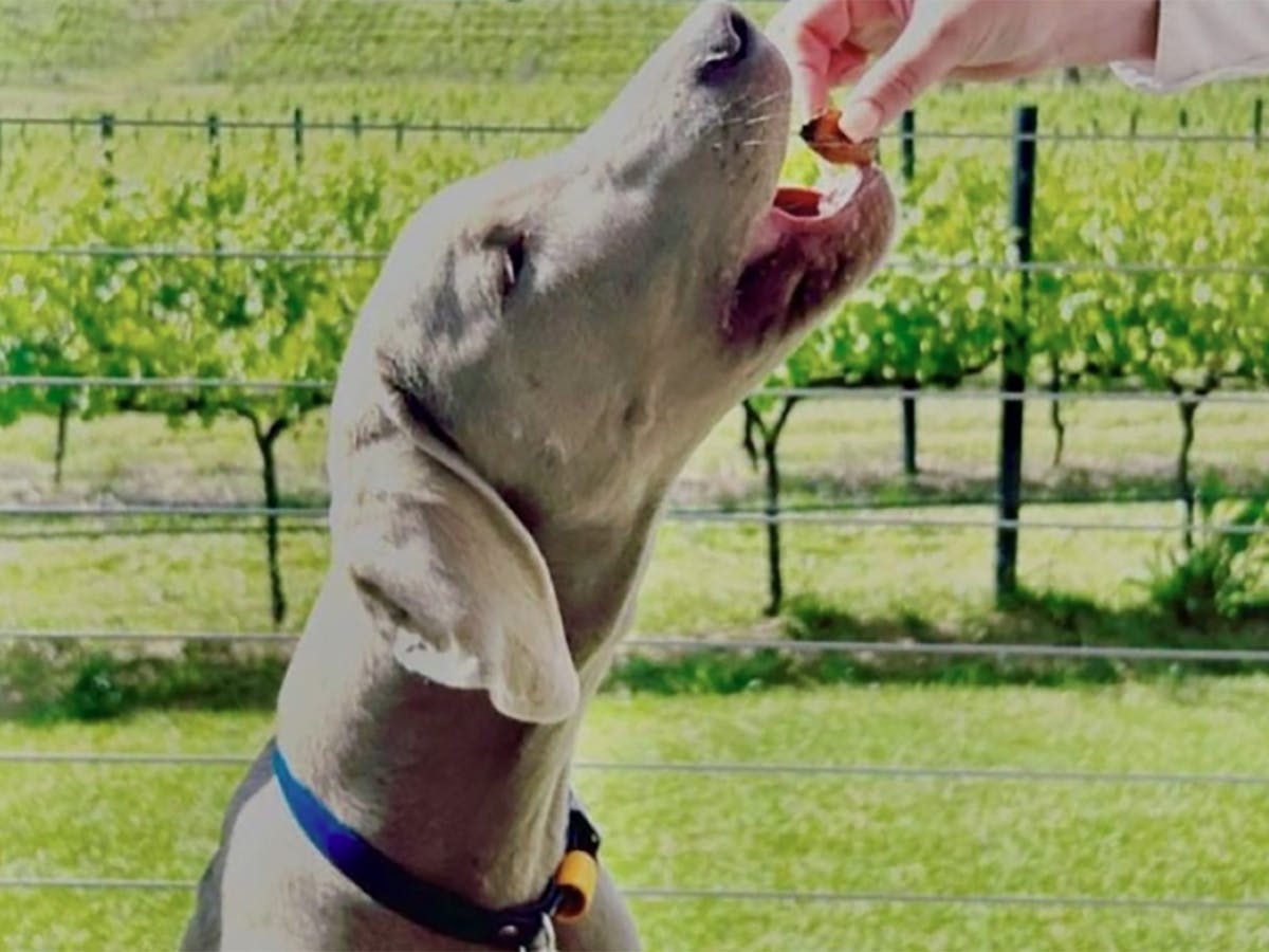 Pinot Pawlooza