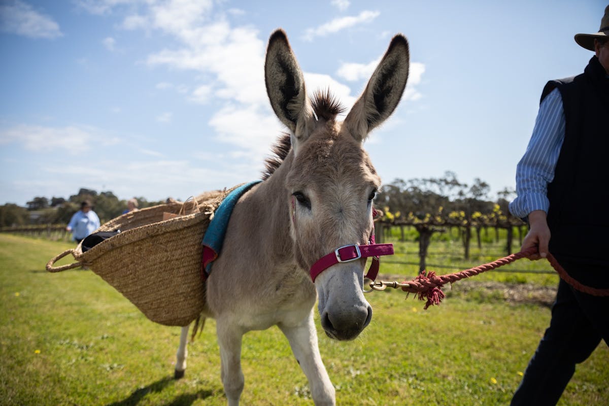 Grenache & Gourmet: Grant Nash is walking with Donkeys